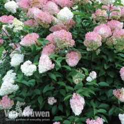 Hydrangea Paniculata 'Vanille Fraise' -Urban Lucky Shop vmvan4
