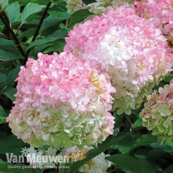 Hydrangea Paniculata 'Vanille Fraise' -Urban Lucky Shop vmvan5