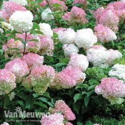 Hydrangea Paniculata 'Vanille Fraise' -Urban Lucky Shop vmvan6
