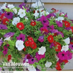 Petunia Surfinia® Collection 16 Petunia Surfinia® Collection -Urban Lucky Shop vsurf