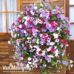 Petunia Surfinia® Collection 13 Petunia Surfinia® Collection -Urban Lucky Shop vsurf3
