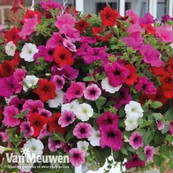 Petunia Surfinia® Collection 15 Petunia Surfinia® Collection -Urban Lucky Shop vsurf5