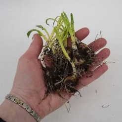 English Bluebells 6 English Bluebells -Urban Lucky Shop z BLUE P7146 C h