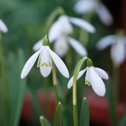 Snowdrops In The Green -Urban Lucky Shop z GALA NIVALIS T00739