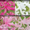 Nerine Bowdenii Collection