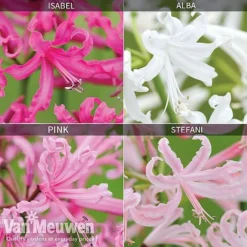 Nerine Bowdenii Collection