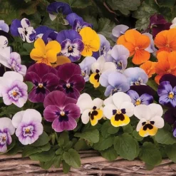 Viola 'Autumn Jewels Mixed' (Garden Ready) -Urban Lucky Shop z VIOL T62669 A h