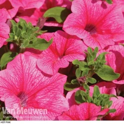 Petunia 'Surfinia' Pre-Planted Basket 10 Petunia 'Surfinia' Pre-Planted Basket -Urban Lucky Shop z pet2
