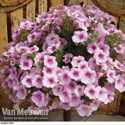 Petunia 'Surfinia' Pre-Planted Basket 11 Petunia 'Surfinia' Pre-Planted Basket -Urban Lucky Shop z pet3