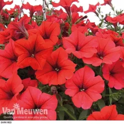 Petunia 'Surfinia' Pre-Planted Basket 12 Petunia 'Surfinia' Pre-Planted Basket -Urban Lucky Shop z pet4