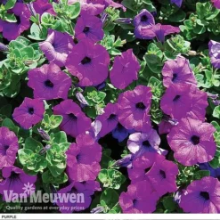 Petunia 'Surfinia' Pre-Planted Basket 13 Petunia 'Surfinia' Pre-Planted Basket -Urban Lucky Shop z pet5