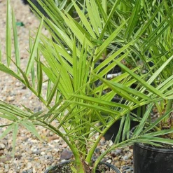 Phoenix Palm -Urban Lucky Shop z phoenix palm2