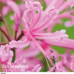 Nerine Bowdenii Collection -Urban Lucky Shop z pink