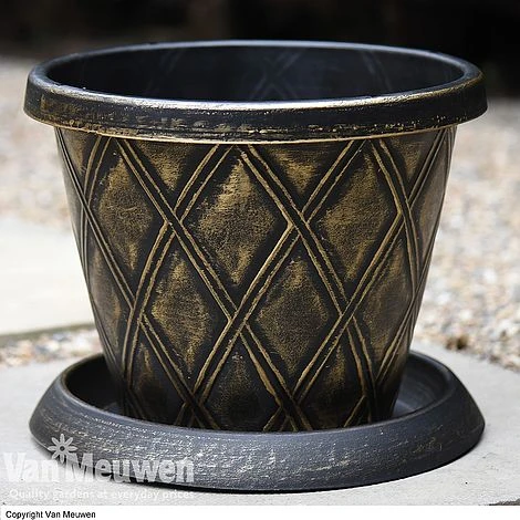 Calendula 'Power Daisy' Collection 4 Calendula 'Power Daisy' Collection - Image 4