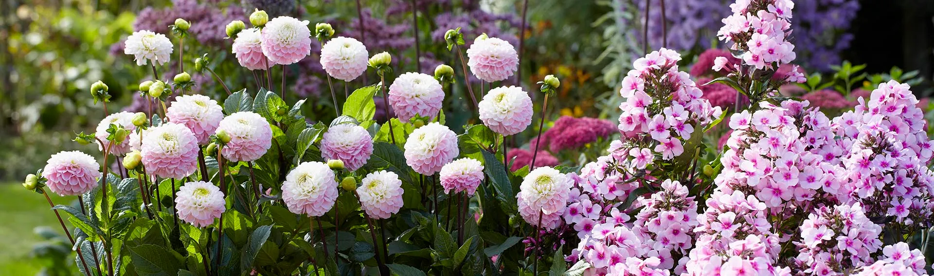 Urban Lucky Shop -Urban Lucky Shop ami peren bulb sale cat banner desktop 2