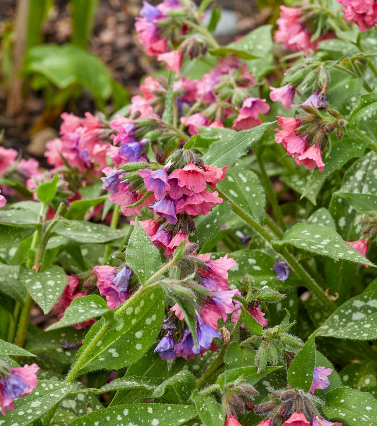 Urban Lucky Shop -Urban Lucky Shop lungwort pulmonaria 4ada0d91 ffcf1ed29a0a4f6cb8450ad47ac4a1de
